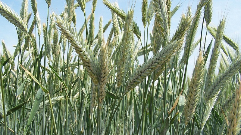 Qu'est-ce que le triticale, à quoi il ressemble et où il est utilisé