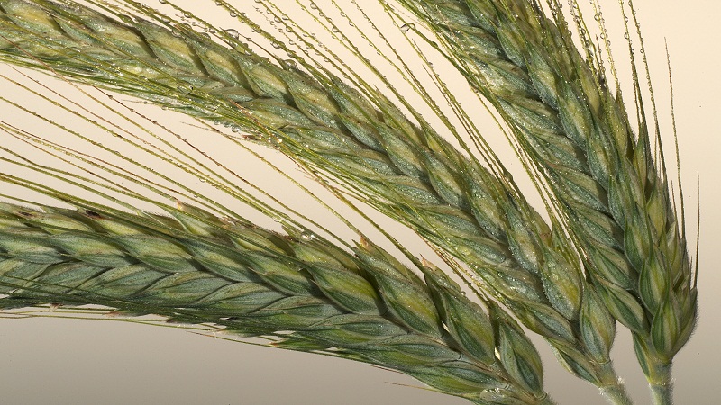 Qu'est-ce que le triticale, à quoi il ressemble et où il est utilisé