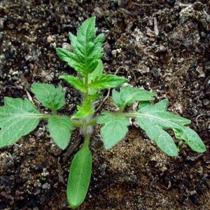 Avec sa résistance aux intempéries et son excellente productivité, la tomate Spetsnaz: un aperçu de la variété et des nuances de culture