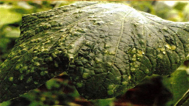 Causes et traitement de la mosaïque sur les concombres: nous combattons efficacement la maladie et prévenons son apparition