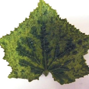 Causes et traitement de la mosaïque sur les concombres: nous combattons efficacement la maladie et prévenons son apparition