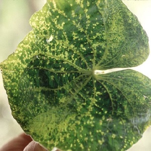 Causes et traitement de la mosaïque sur les concombres: nous combattons efficacement la maladie et prévenons son apparition