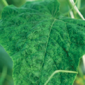 Causes et traitement de la mosaïque sur les concombres: nous combattons efficacement la maladie et prévenons son apparition