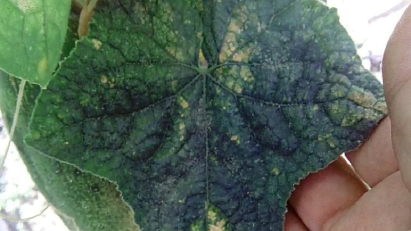 Causes et traitement de la mosaïque sur les concombres: nous combattons efficacement la maladie et prévenons son apparition