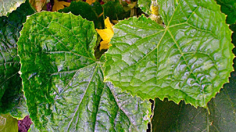 Causes et traitement de la mosaïque sur les concombres: nous combattons efficacement la maladie et prévenons son apparition