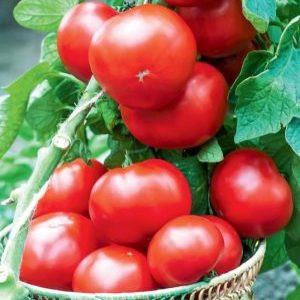 Un excellent choix pour ceux qui veulent obtenir une riche récolte précoce d'excellentes tomates - tomate Bogata khata F1
