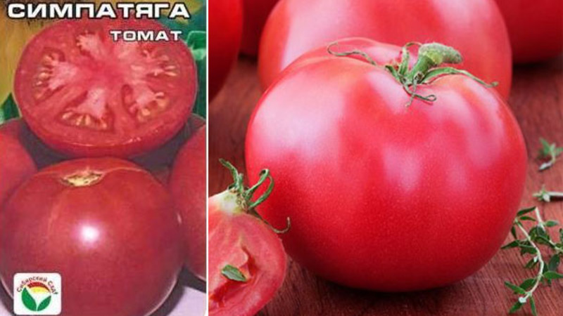 Pas capricieux à entretenir, mais en même temps riche en récolte, tomate Simpyaga: photos, critiques et secrets de culture