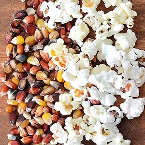 Maïs coloré - réalité ou Photoshop: se familiariser avec des variétés étonnantes et essayer de le cultiver soi-même