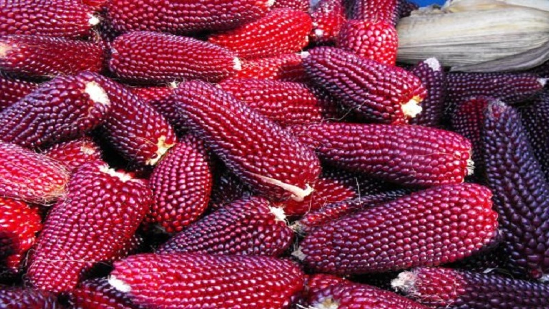 Maïs coloré - réalité ou Photoshop: se familiariser avec des variétés étonnantes et essayer de le cultiver soi-même