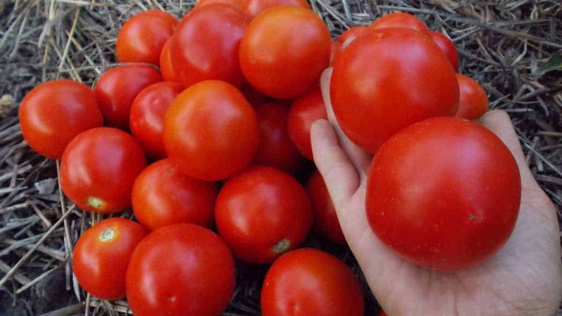 Tomates Yamal préférées des jardiniers: nous cultivons une variété sans prétention sans trop de difficulté