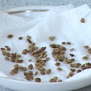 Tomates Yamal préférées des jardiniers: nous cultivons une variété sans prétention sans trop de difficulté