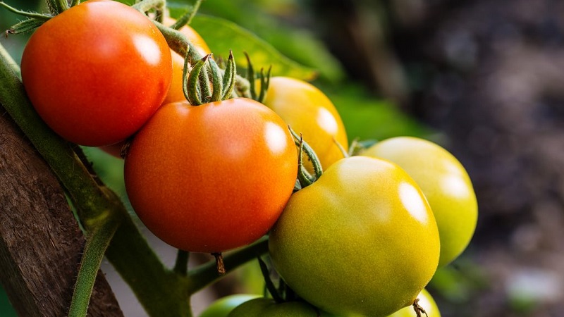 Tomates Yamal préférées des jardiniers: nous cultivons une variété sans prétention sans trop de difficulté
