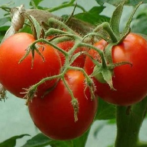 Tomates Yamal préférées des jardiniers: nous cultivons une variété sans prétention sans trop de difficulté