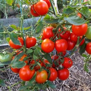 Tomates Yamal préférées des jardiniers: nous cultivons une variété sans prétention sans trop de difficulté