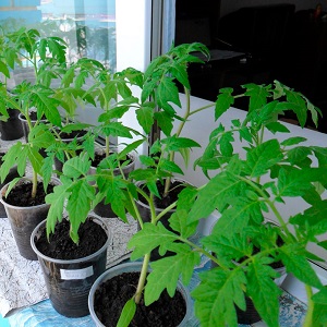 Tomates Yamal préférées des jardiniers: nous cultivons une variété sans prétention sans trop de difficulté