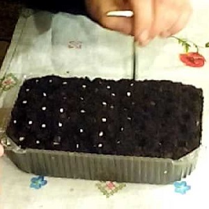 Tomates Yamal préférées des jardiniers: nous cultivons une variété sans prétention sans trop de difficulté