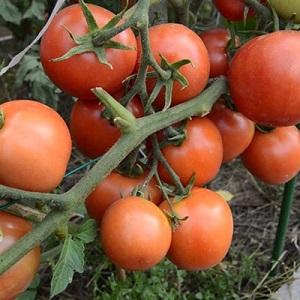Tomates Yamal préférées des jardiniers: nous cultivons une variété sans prétention sans trop de difficulté