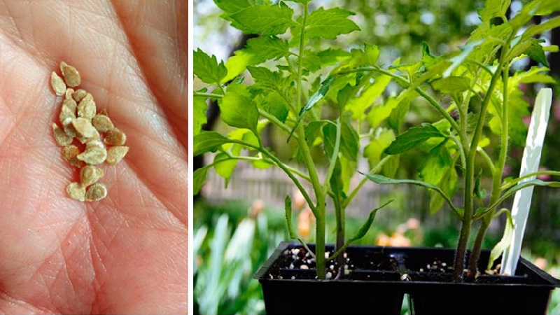 Dois-je planter une tomate hybride Red Arrow F1: caractéristiques qui peuvent influencer votre choix