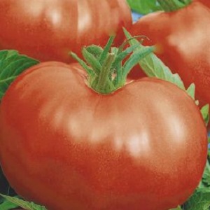 Un guide pour cultiver une tomate bogatyr russe dans un champ ouvert ou une serre pour les jardiniers débutants