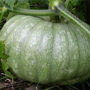 Description de la citrouille ordinaire (hard-bore, pepo): composition et propriétés, caractéristiques, nuances de culture et d'utilisation