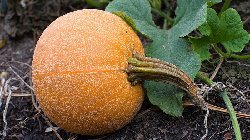 Description de la citrouille ordinaire (hard-bore, pepo): composition et propriétés, caractéristiques, nuances de culture et d'utilisation