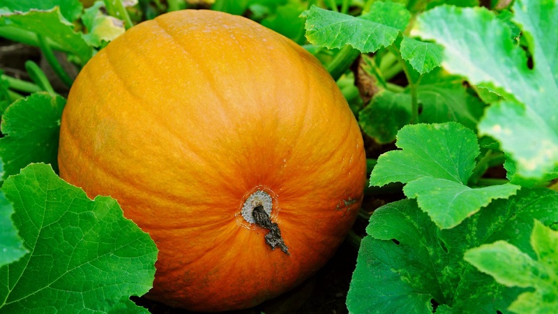 Description de la citrouille ordinaire (hard-bore, pepo): composition et propriétés, caractéristiques, nuances de culture et d'utilisation