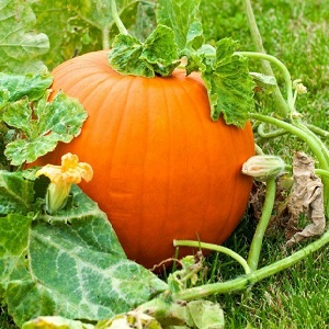 Description de la citrouille ordinaire (hard-bore, pepo): composition et propriétés, caractéristiques, nuances de culture et d'utilisation