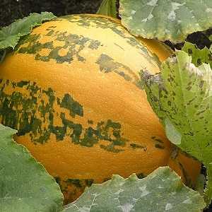 Description de la citrouille ordinaire (hard-bore, pepo): composition et propriétés, caractéristiques, nuances de culture et d'utilisation