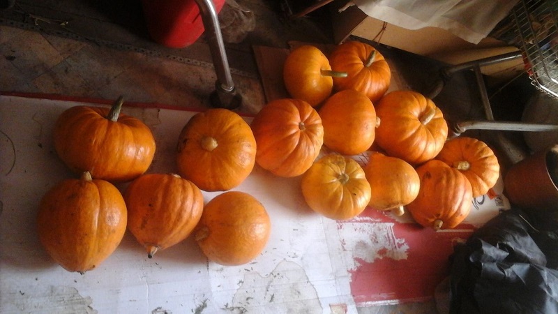 Une variété avec un arôme de melon et un rendement élevé - une femme russe citrouille et les secrets de sa culture