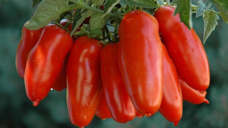 Une variété exotique de tomates pour les vrais gourmets - Tomates poivrées pour salades et conserves