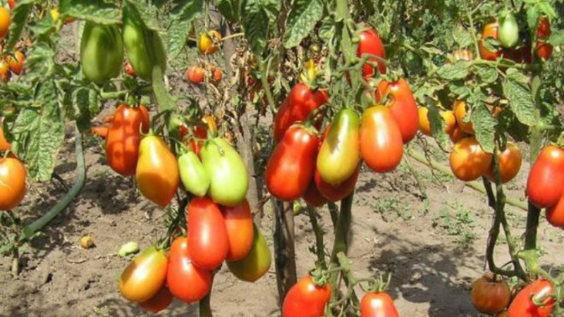 Une variété exotique de tomates pour les vrais gourmets - Tomates poivrées pour salades et conserves