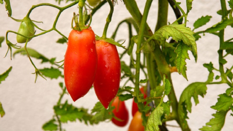 Une variété exotique de tomates pour les vrais gourmets - Tomates poivrées pour salades et conserves