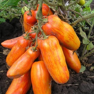 Une variété exotique de tomates pour les vrais gourmets - Tomates poivrées pour salades et conserves