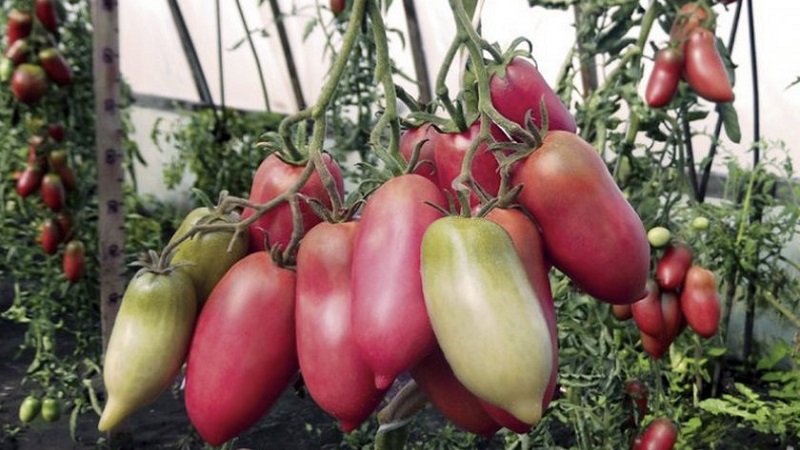 Une variété exotique de tomates pour les vrais gourmets - Tomates poivrées pour salades et conserves