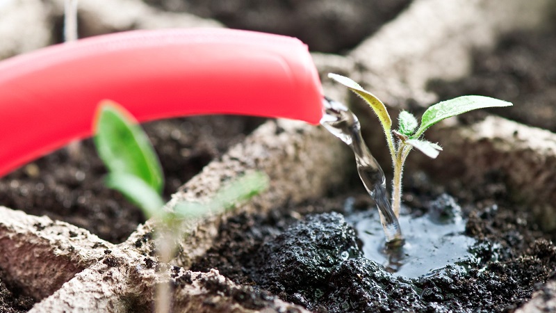 Une variété exotique de tomates pour les vrais gourmets - Tomates poivrées pour salades et conserves