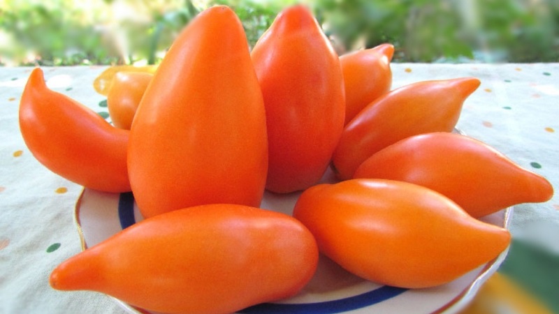 Une variété exotique de tomates pour les vrais gourmets - Tomates poivrées pour salades et conserves