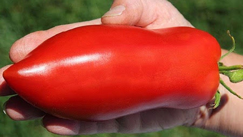 Une variété exotique de tomates pour les vrais gourmets - Tomates poivrées pour salades et conserves