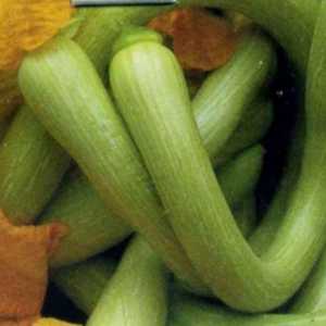 Une variété délicieuse et extrêmement inhabituelle de trombone à la citrouille musquée: comment faire pousser et où appliquer la culture