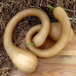 Une variété délicieuse et extrêmement inhabituelle de trombone à la citrouille musquée: comment faire pousser et où appliquer la culture