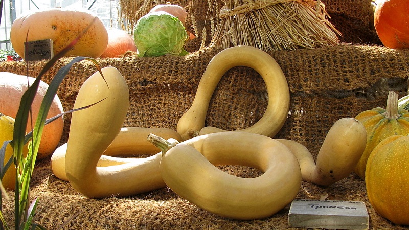 Une variété délicieuse et extrêmement inhabituelle de trombone à la citrouille musquée: comment faire pousser et où appliquer la culture