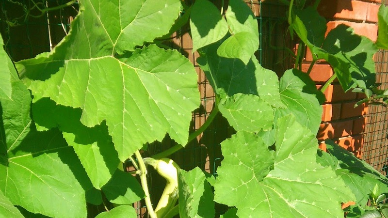 Une variété délicieuse et extrêmement inhabituelle de trombone à la citrouille musquée: comment faire pousser et où appliquer la culture