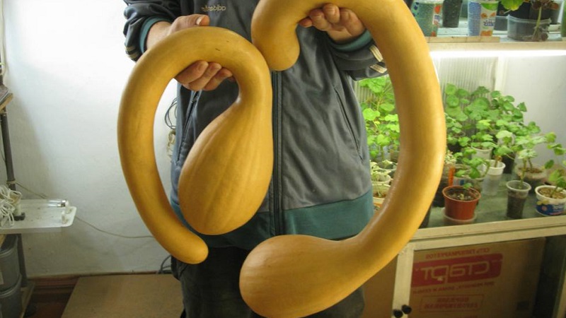 Une variété délicieuse et extrêmement inhabituelle de trombone à la citrouille musquée: comment faire pousser et où appliquer la culture