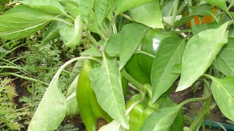 Pourquoi les feuilles de poivron s'enroulent-elles et que faire à ce sujet