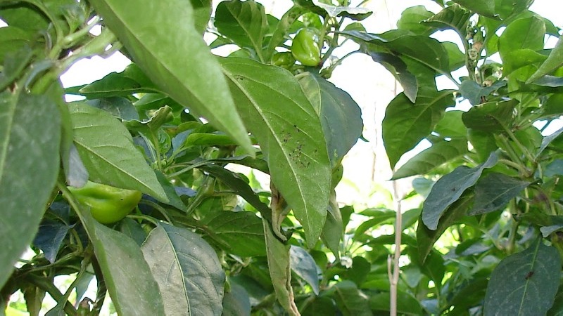 Pourquoi les feuilles de poivron s'enroulent-elles et que faire à ce sujet