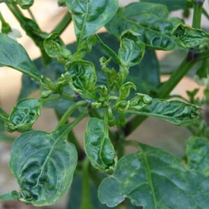 Pourquoi les feuilles de poivron s'enroulent-elles et que faire à ce sujet