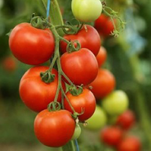 Caractéristiques de la culture d'un hybride de tomates Tornado