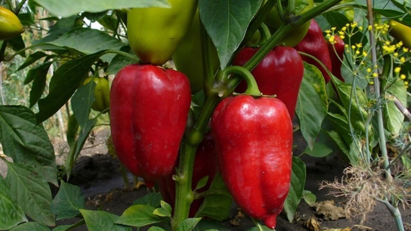 Le Pepper Flight à l'allure parfaite et au goût incroyable: un aperçu détaillé de la variété et des règles de sa culture