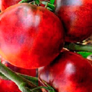 Hybride de tomates Ivan da Marya: pas facile à entretenir, mais surprenant par son goût