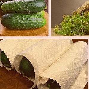 Comment conserver les concombres frais au réfrigérateur le plus longtemps possible: les meilleurs moyens et conseils