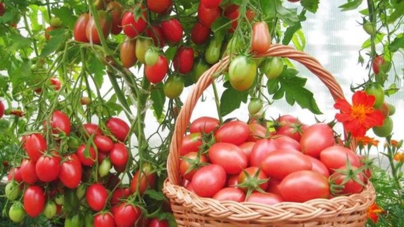 Comment faire pousser une tomate Chio-Chio-san en plein champ ou en serre: un guide étape par étape et des conseils de résidents d'été expérimentés